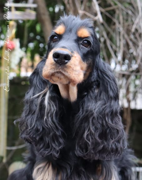 Lusi